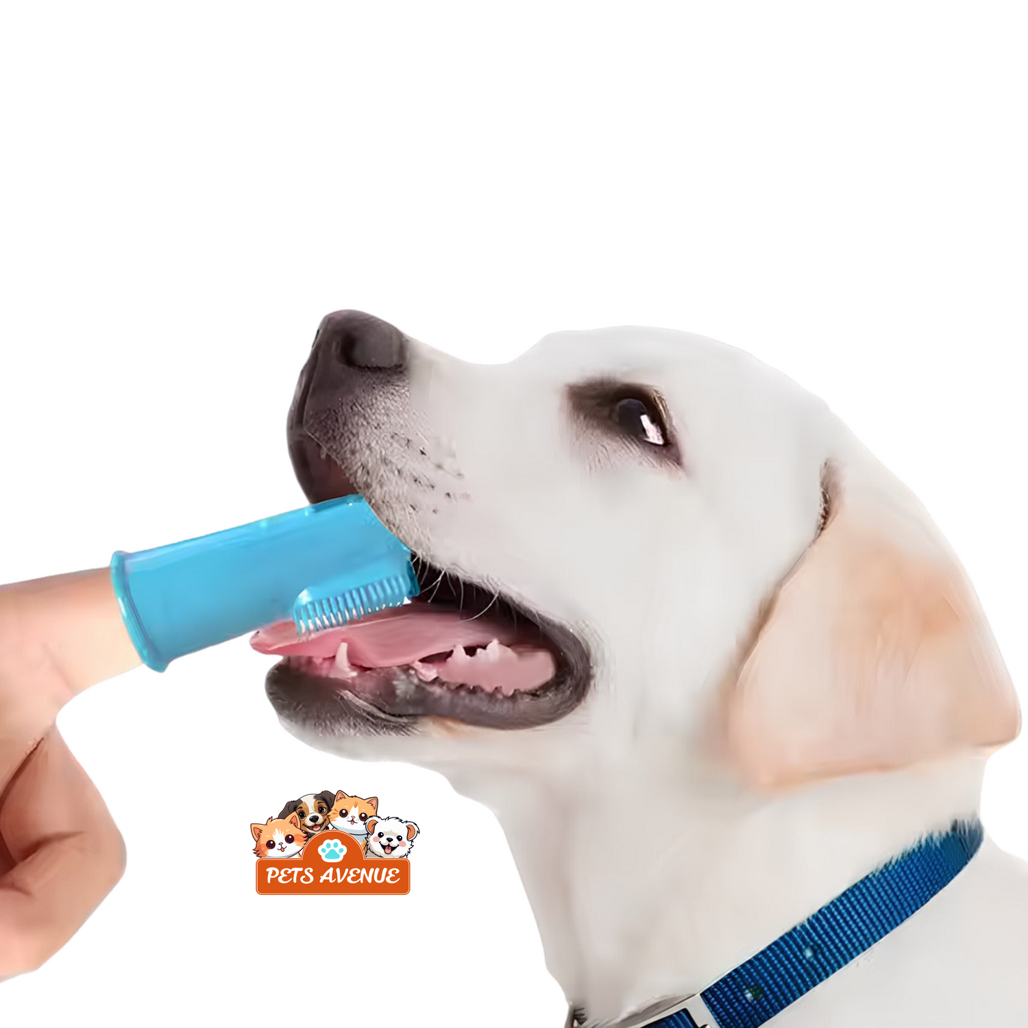 DENTAL HYGIENE