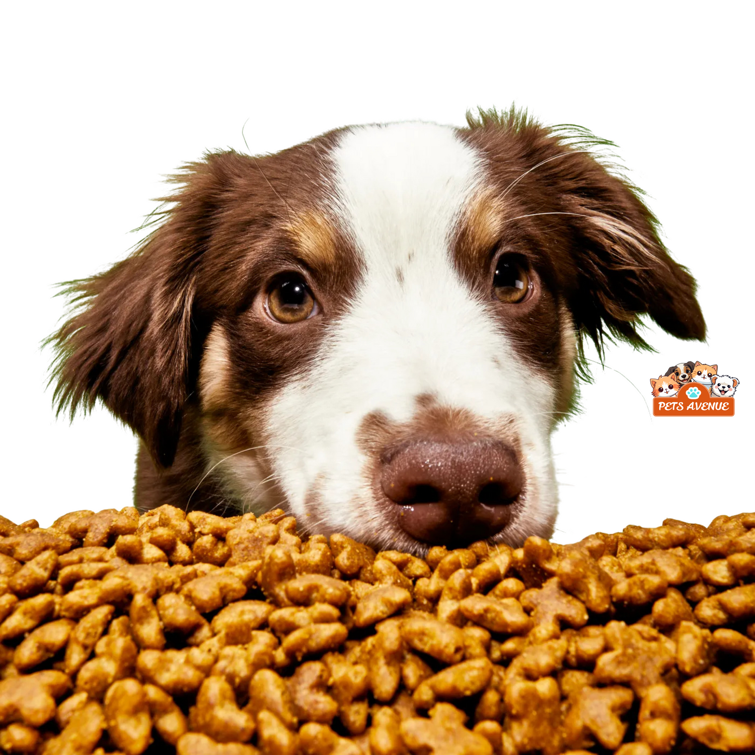 DOGS FOOD