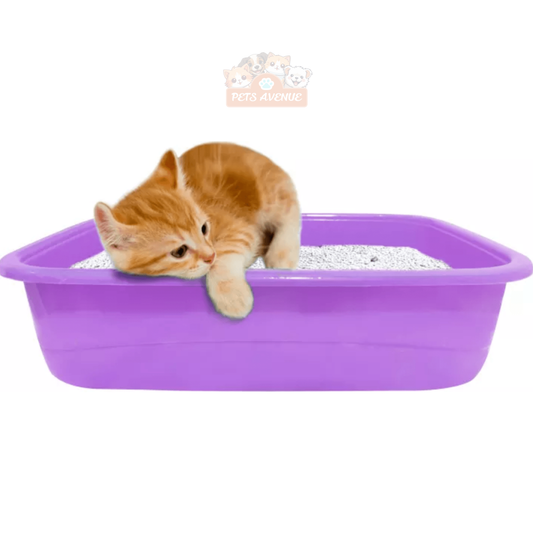 Kitten Litter Tray with Free Scoop 🐾🪣