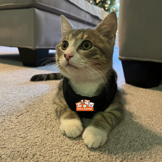 Voyager Cat Jacket Harness🦴