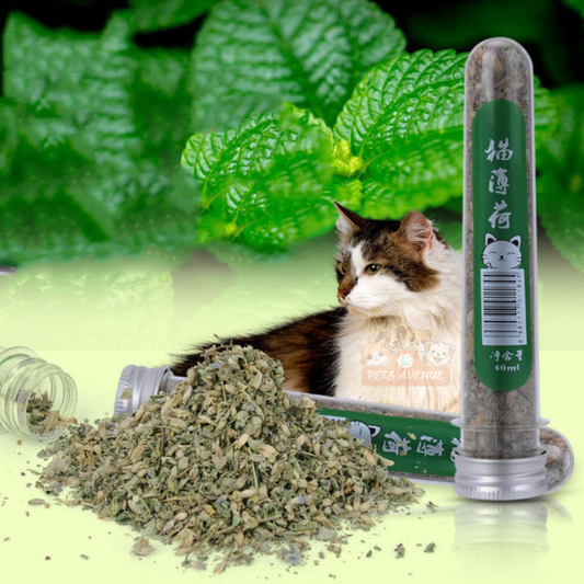Catnip Leaves for Cats – Natural Herbal Treat 🌿🐱