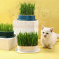 Cat Grass Growing Kit (With Free Seeds)