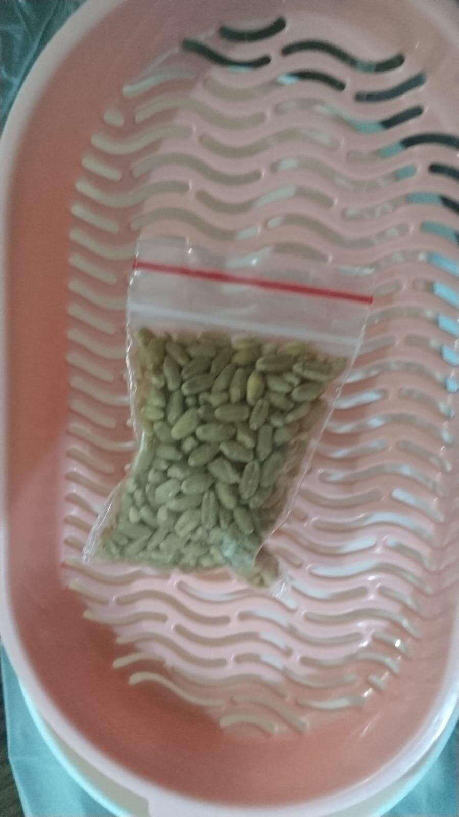Cat Grass Growing Kit (With Free Seeds) 🌱