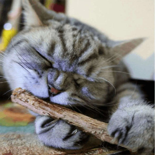 Catnip Stick (Best for Cat Dental Health) (Pack of 4)