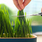Cat Grass Growing Kit (With Free Seeds) 🌱