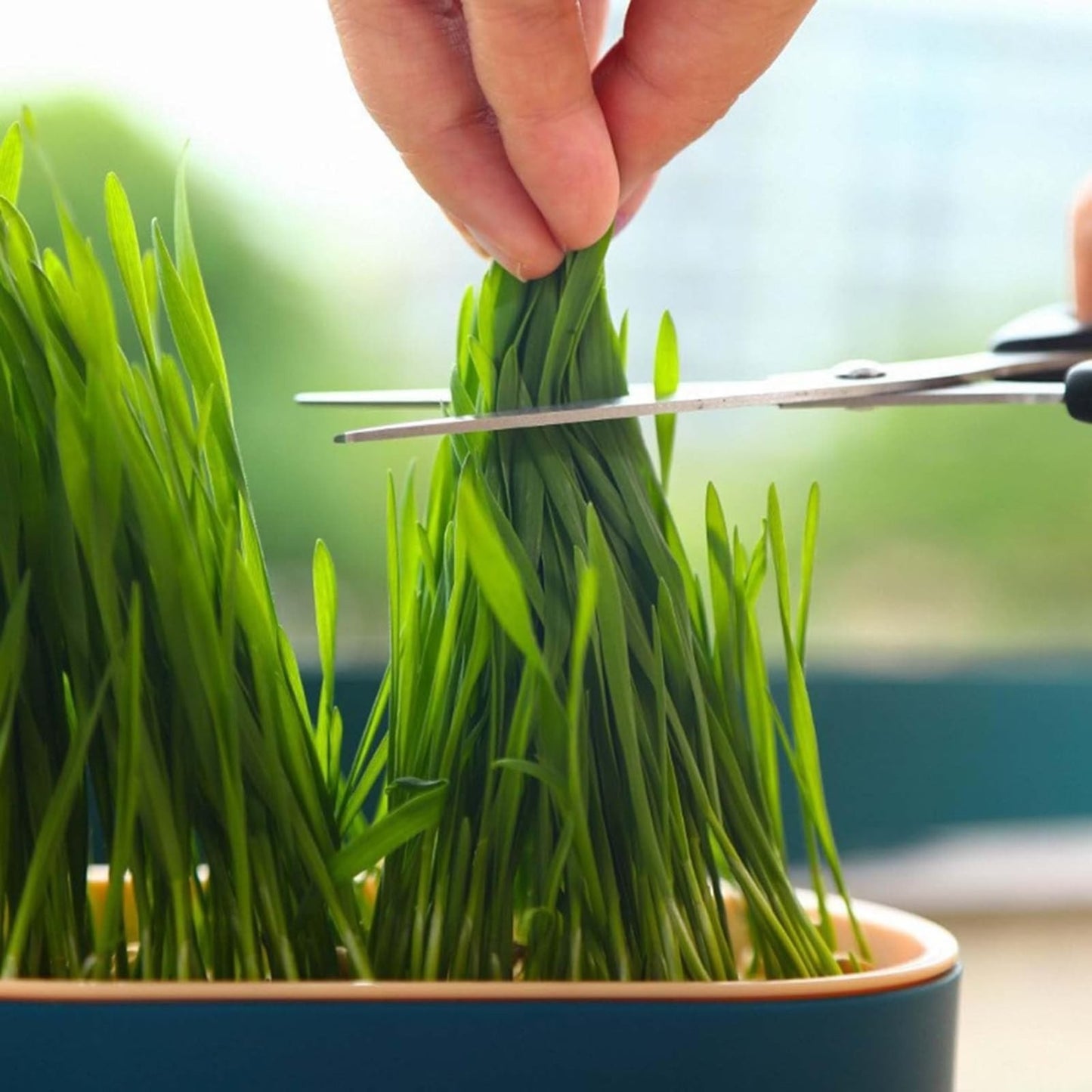 Cat Grass Growing Kit (With Free Seeds) 🌱
