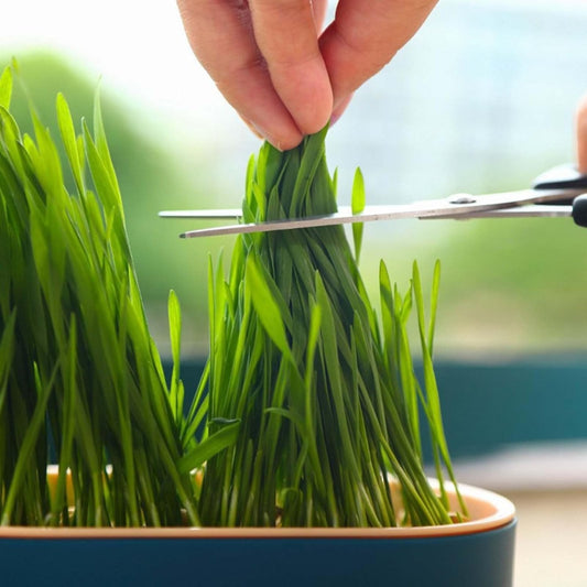 Cat Grass Growing Kit (With Free Seeds) 🌱