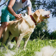 Self-Cleaning Slicker Brush for Cats & Dogs – Grooming & Shedding Tool 🐾🪮