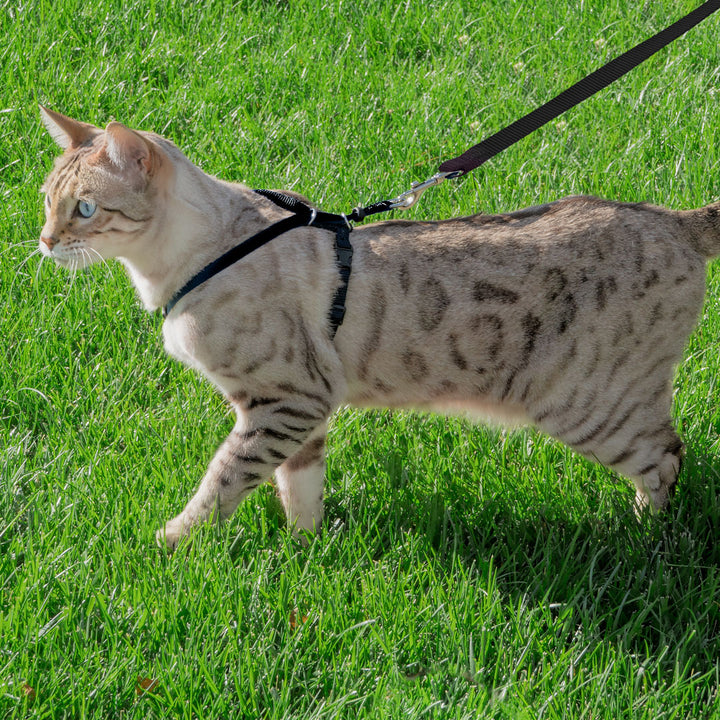 Cat Harness & Leash for Outdoor Cat Walk 🐾