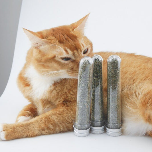 Catnip Leaves for Cats – Natural Herbal Treat 🌿🐱
