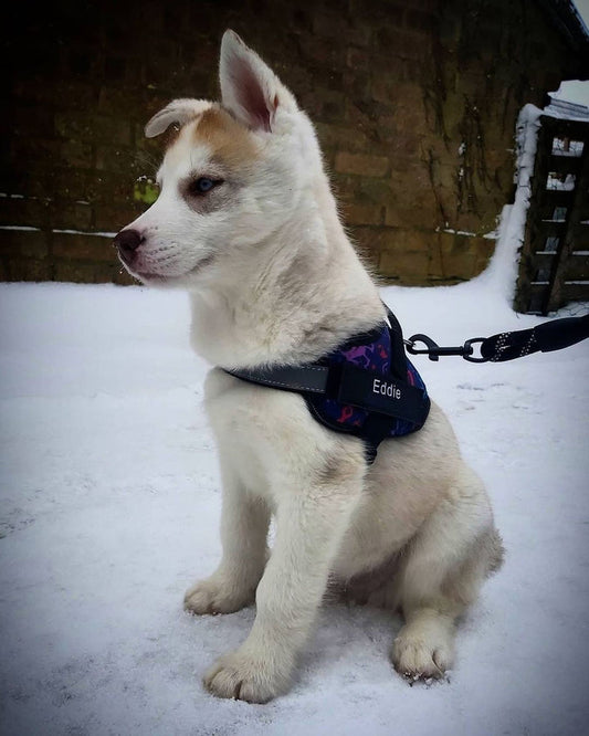 K9 No Pull Adjustable Harness For Dogs – Imported 🐶