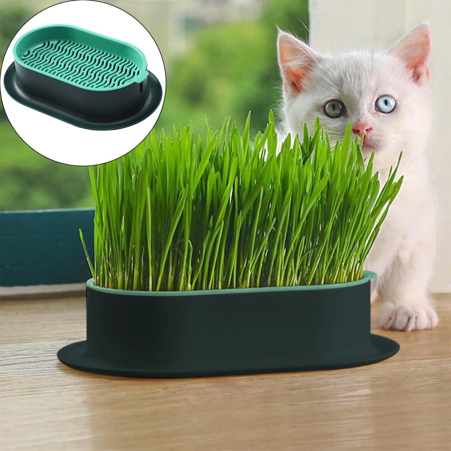 Cat Grass Growing Kit (With Free Seeds) 🌱