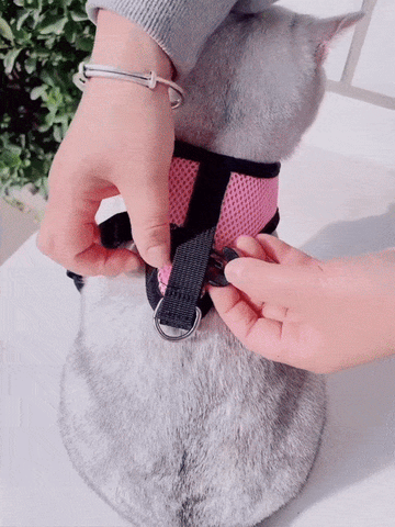 Voyager Cat Jacket Harness🦴